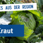 Ein Krautkopf auf einem Feld in der Sonne.