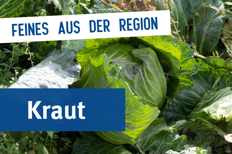 Ein Krautkopf auf einem Feld in der Sonne.